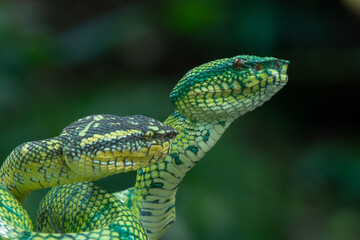Close up of a bornean-keeled green pit viper snake Tropidolaemus subannulatus, and wagler's temple pit viper snake Tropidolaemus wagleri on a branch together, with natural bokeh background 