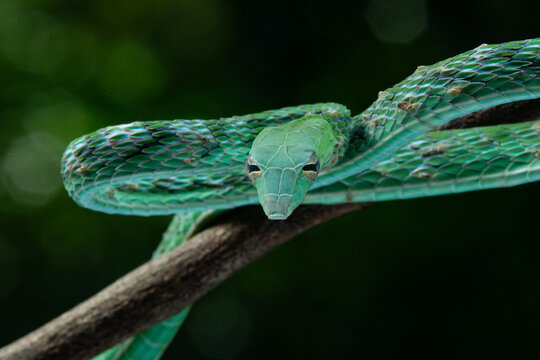 Close up of asian vine snake ahaetulla prasina hanging on a branch with dark green background 