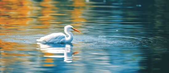 A beautiful white bird with a blue and orange feathered beak enjoys the freedom of nature gliding gracefully over the sparkling lake showcasing the cute and vibrant colors of spring symboli