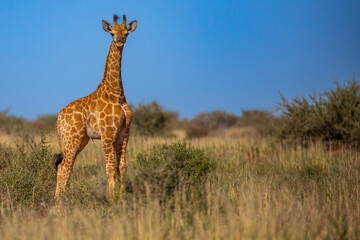 Kalahari Giraffe
