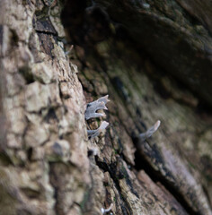 fungus on tree (xylaria hypoxylon)