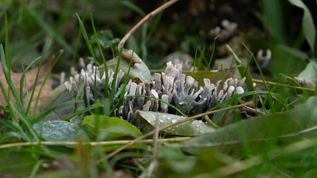 wild mushroom in the forest (xylaria hypoxylon)