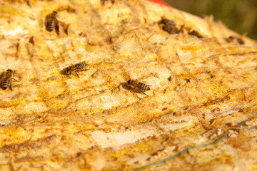 Bees swarming on vintage textile background..