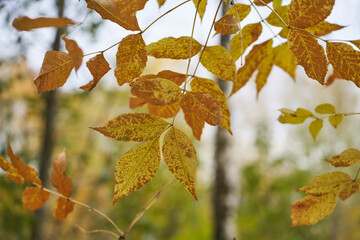 Tree branches with yellow leaves on the background of park.