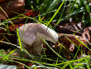 mushroom in the grass (clitocybe)