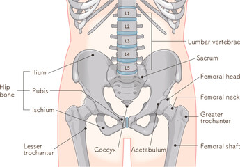 股関節、大腿骨、骨盤、筋肉、イラスト、illustration