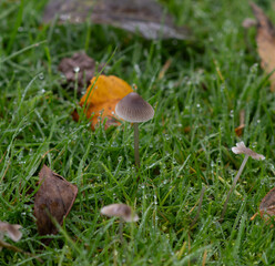 mushroom in the grass (Mycena leptocephala)