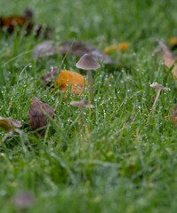 mushroom in the grass (Mycena leptocephala)