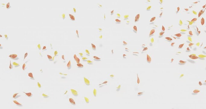 Autumn leaves blown away by wind and roll on the ground. White background and cast shadows. 4K 3D rendering animation.