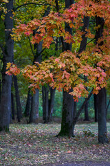 Tree with yellow leaves against the background of the autumn forest.