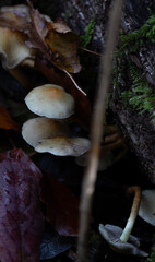 mushroom in the forest (hypholoma capnoides)