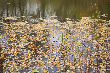 Fallen leaves frozen in a pond.