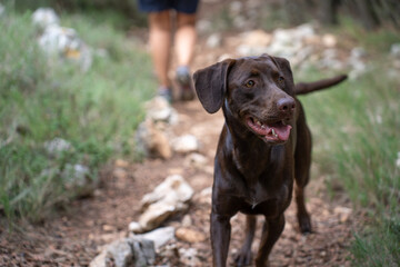 Close-up portrait of a chestnut Labrador retriever on a hiking trail in the middle of the countryside. Concept pets