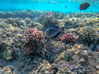Naklejka na ściany i meble Close up view of Surgeon fish or sohal tang fish (Acanthurus sohal) at the Red Sea coral reef..