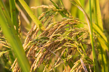 Golden grain rice spike harvest of Rice field. Selective Focus
