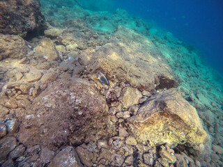 Fototapeta na wymiar Surgeon fish or sohal tang fish (Acanthurus sohal) at the Red Sea coral reef..