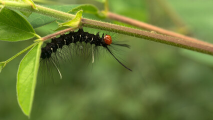 During the day, a caterpillar was crawling on the leaves. It seemed like this caterpillar was still young and needed to eat a lot.