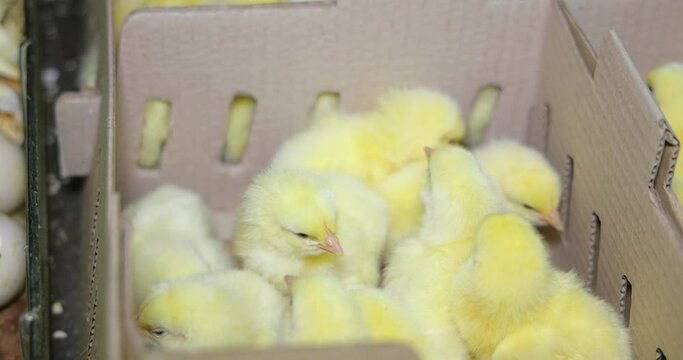Small chicks hatched from the egg in incubator. Sorting and packing baby chicken in boxes in farm hatchery