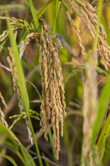 Golden grain rice spike harvest of Rice field. Selective Focus
