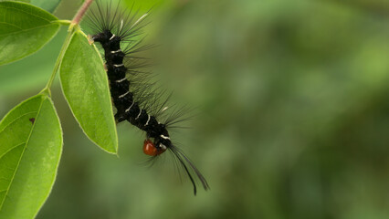During the day, a caterpillar was crawling on the leaves. It seemed like this caterpillar was still young and needed to eat a lot.