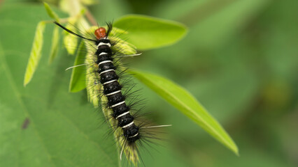 During the day, a caterpillar was crawling on the leaves. It seemed like this caterpillar was still young and needed to eat a lot.