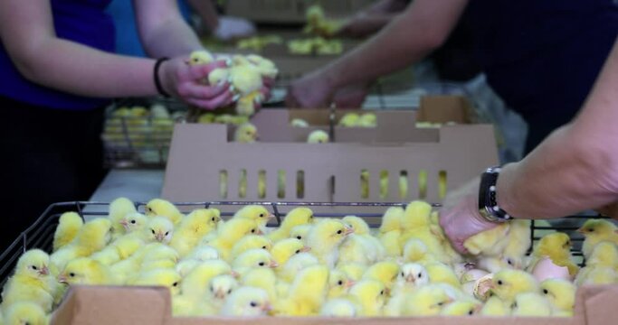 Small chicks hatched from the egg in incubator. Women working in a factory, sorting and packing baby chicken in boxes in farm hatchery