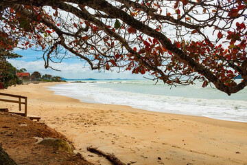 tree on the beach Penha Saudade Beach