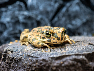 エジプトミドリヒキガエル