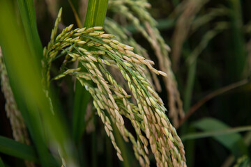 Golden grain rice spike harvest of Rice field. Selective Focus