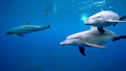 イルカ_御蔵島_21_2頭のイルカ