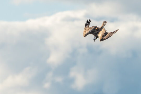 Osprey (Pandion haliaetus) diving, Angus, Scotland