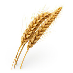 Close-Up of Wheat Ear on Isolated White Background