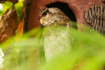 Shot of an owl in its nest looking at its prey outside.