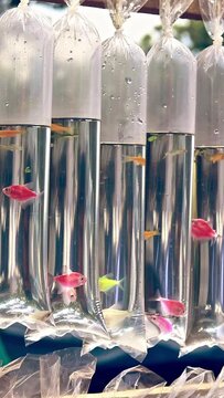 Hanging plastic bag containers containing flourescent genetically modified glofish called moonrise pink and sunburst orange kind of tetra, danio and shark