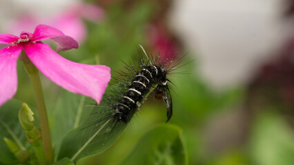 During the day, a caterpillar was crawling on the leaves. It seemed like this caterpillar was still young and needed to eat a lot.