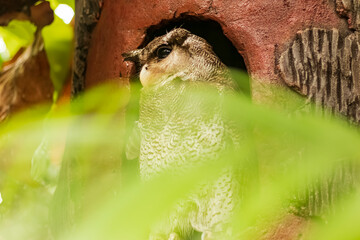 Shot of an owl in its nest looking at its prey outside.