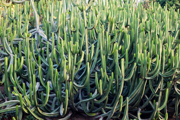 Euphorbia canariensis, especie de arbusto típico canario
