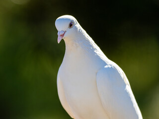 鳩