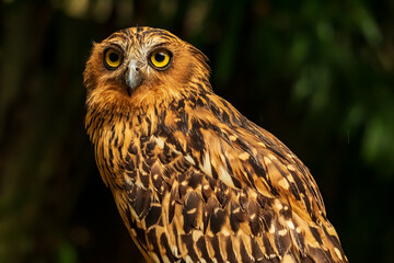 Head shot of an owl with a very cool bokeh background suitable for use as wallpaper, animal education, image editing material and so on.