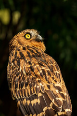 Head shot of an owl with a very cool bokeh background suitable for use as wallpaper, animal education, image editing material and so on.