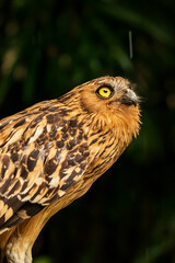 Head shot of an owl with a very cool bokeh background suitable for use as wallpaper, animal education, image editing material and so on.