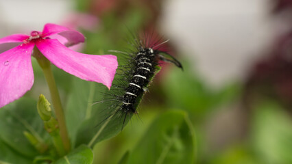 Fototapeta premium During the day, a caterpillar was crawling on the leaves. It seemed like this caterpillar was still young and needed to eat a lot.