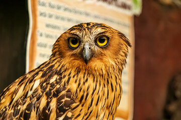Head shot of an owl with a very cool bokeh background suitable for use as wallpaper, animal education, image editing material and so on.