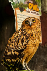 Full body shot of an owl with a very cool bokeh background suitable for use as wallpaper, animal education, image editing material and so on.