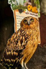 Full body shot of an owl with a very cool bokeh background suitable for use as wallpaper, animal education, image editing material and so on.