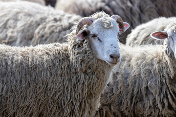 The sheep peacefully graze in the pen. A lot of beautiful lambs. The rays of the sun illuminate the white, black, and brown wool of the sheep. They huddle together, sharing warmth and companionship.