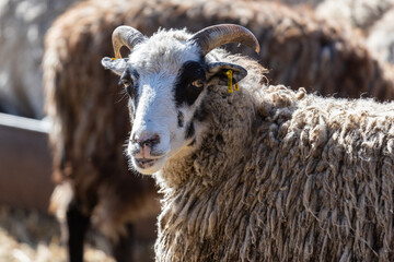 The sheep peacefully graze in the pen. A lot of beautiful lambs. The rays of the sun illuminate the white, black, and brown wool of the sheep. They huddle together, sharing warmth and companionship.