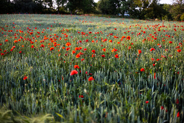 Beautiful red poppies at sunset. Field with blooming poppies. Green stems and red flowers. Beautiful field with poppies at sunset. The rays of the sun illuminate the blooming, red poppies.