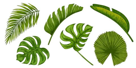 Afwasbaar Fotobehang Tropische bladeren Tropical jungle leaf vector set. Monstera, banana palm leaves. Realistic hand drawn illustration isolated on white. Colorful vivid clip art for design packaging, cosmetic.