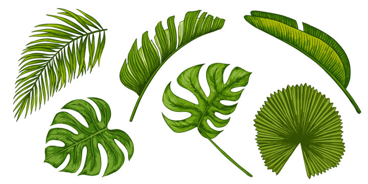 Tropical jungle leaf vector set. Monstera, banana palm leaves. Realistic hand drawn illustration isolated on white. Colorful vivid clip art for design packaging, cosmetic.